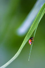 Image showing wild red ladybug coccinellidae anatis ocellata