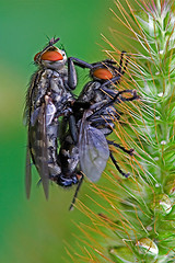 Image showing mydaea corni musca domestica