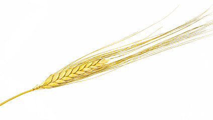 Image showing Dried Ear of Cereal crop