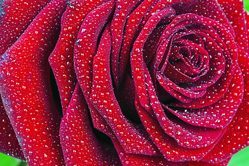 Image showing Red rose 