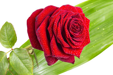 Image showing Red rose 