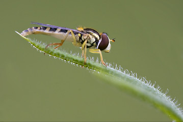 Image showing eristalis on a green leaf