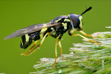 Image showing volucella zonaria white yellow 