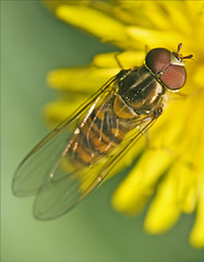 Image showing diptera syrphidae volucella zonaria