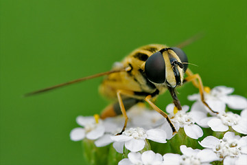 Image showing front   wild fly diptera syrphidae