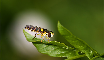 Image showing side wild fly diptera syrphidae