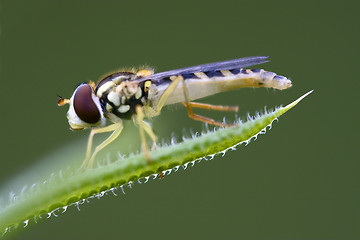 Image showing  syrphus ribesii  eristalis on   green leaf