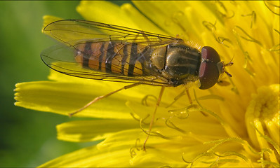 Image showing volucella  on a white yellow flower