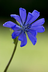 Image showing blue  cichorium intybus
