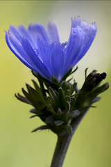 Image showing close    blue composite  cichorium intybus