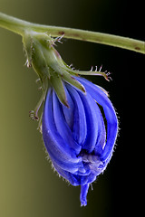 Image showing flower blue composite  pumilium 