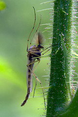 Image showing  mosquito 