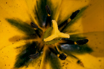 Image showing close up of a papaveracee papaver rhoeas