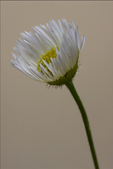 Image showing daisy composite chamomilla