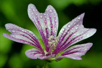 Image showing  malva alcea moschata sylvestris lavatea arborea