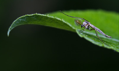 Image showing  mosquito  on a green leaf