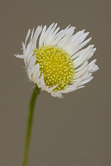 Image showing white daisy composite chamomilla