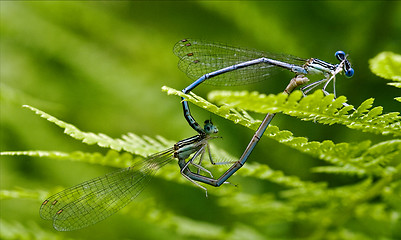 Image showing sex   wild  yellow blue dragonfly