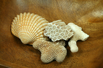 Image showing Corals and shell
