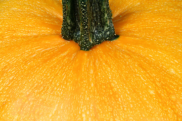 Image showing Pumpkin close up