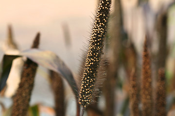 Image showing Pearl millet