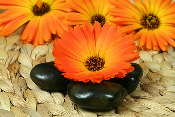 Image showing Orange marigold and pebbles