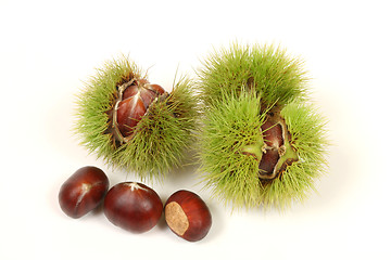 Image showing Chestnuts isolated