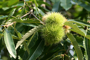 Image showing Chestnut tree