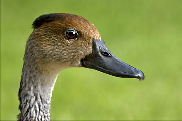 Image showing  duck whit black eye