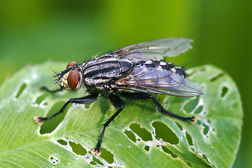 Image showing musca domestica in leaf