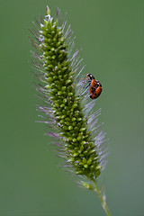 Image showing  ocellata coleoptera on a flower having sex