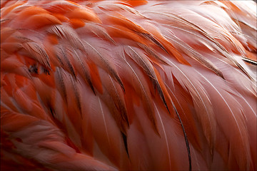 Image showing pink flamengo   plumage  