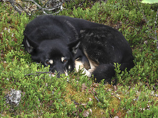 Image showing Black Dog