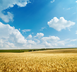 Image showing golden harvest under cloudy sky