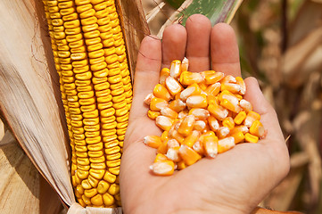 Image showing maize in hand over field