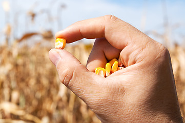 Image showing maize in hand over field