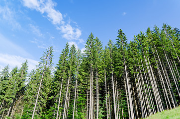 Image showing pine forest under cloudy blue sky in mountain