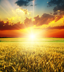 Image showing good red sunset over golden field