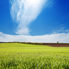 Image showing field with green grass under cloudy sky