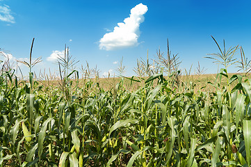 Image showing field with maize under blue sky and clouds