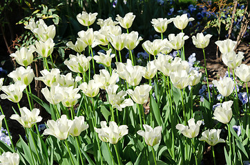 Image showing white tulips in park