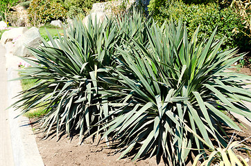 Image showing cactus in park