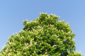 Image showing blossom of horse-chestnut tree