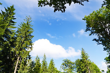 Image showing pine forest under cloudy blue sky in mountain