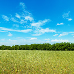 Image showing field with green barley under cloudy sky