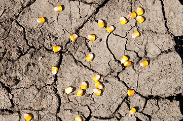 Image showing dry cracked earth and maize over it