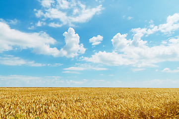 Image showing field of wheat under cloudy sky