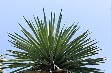 Image showing top of subtropical tree