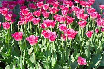 Image showing red tulips in park
