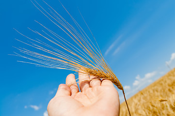 Image showing gold harvest in hand